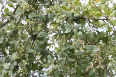 Pentatropis capensis